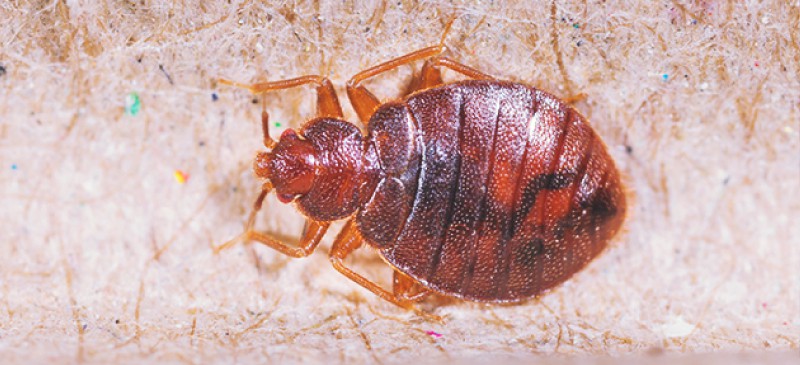 Bed Bugs