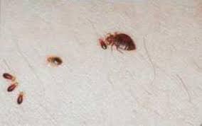 Bedbugs